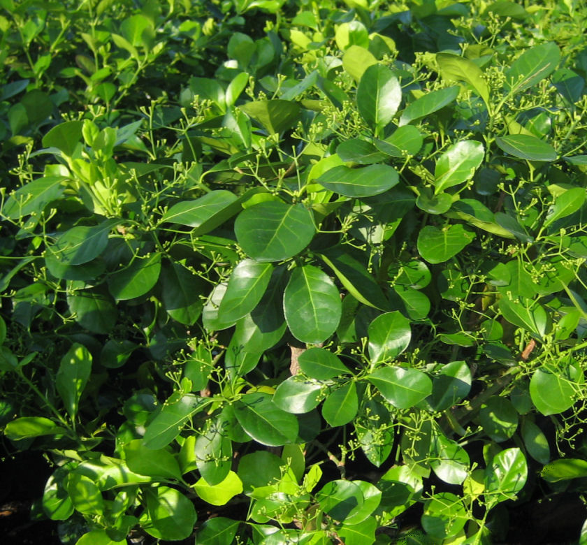Manhattan Euonymus Natorp's Online Plant Store